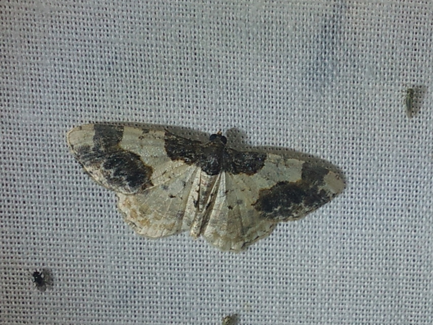 Ligdia adustata - barna levélaraszoló