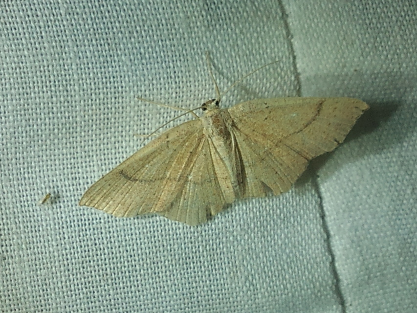 Cyclophora ruficiliaria - vörösrojtú pettyesaraszoló