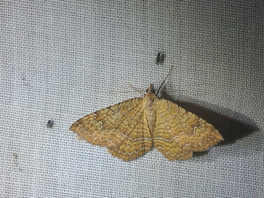 Camptogramma bilineata - kétvonalas sávosaraszoló