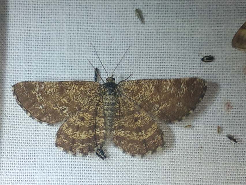 Ematurga atomaria - barna rétiaraszoló
