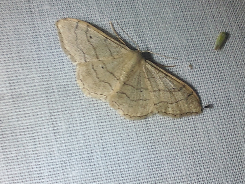 Idaea aversata - nagy sávosaraszoló
