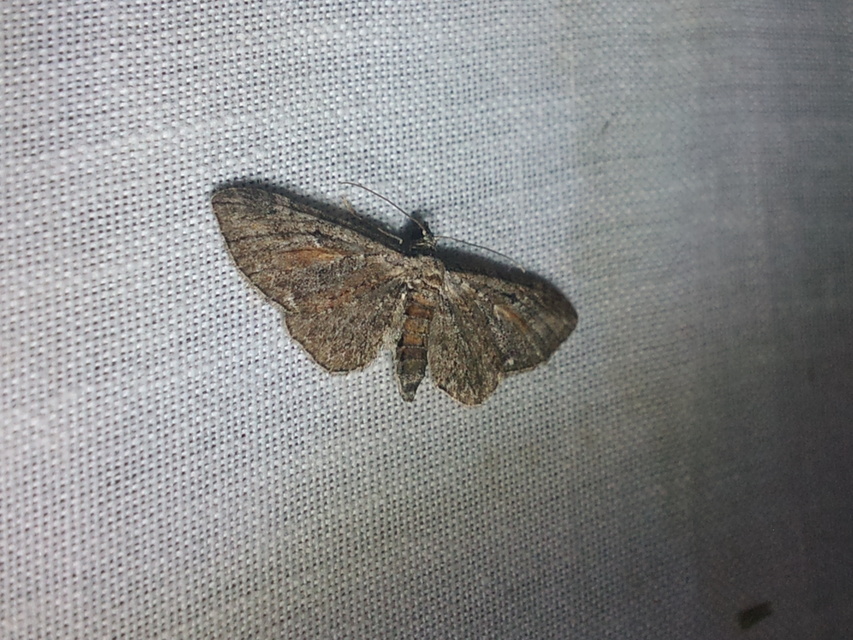 Eupithecia icterata - rozsdafoltos törpearaszoló