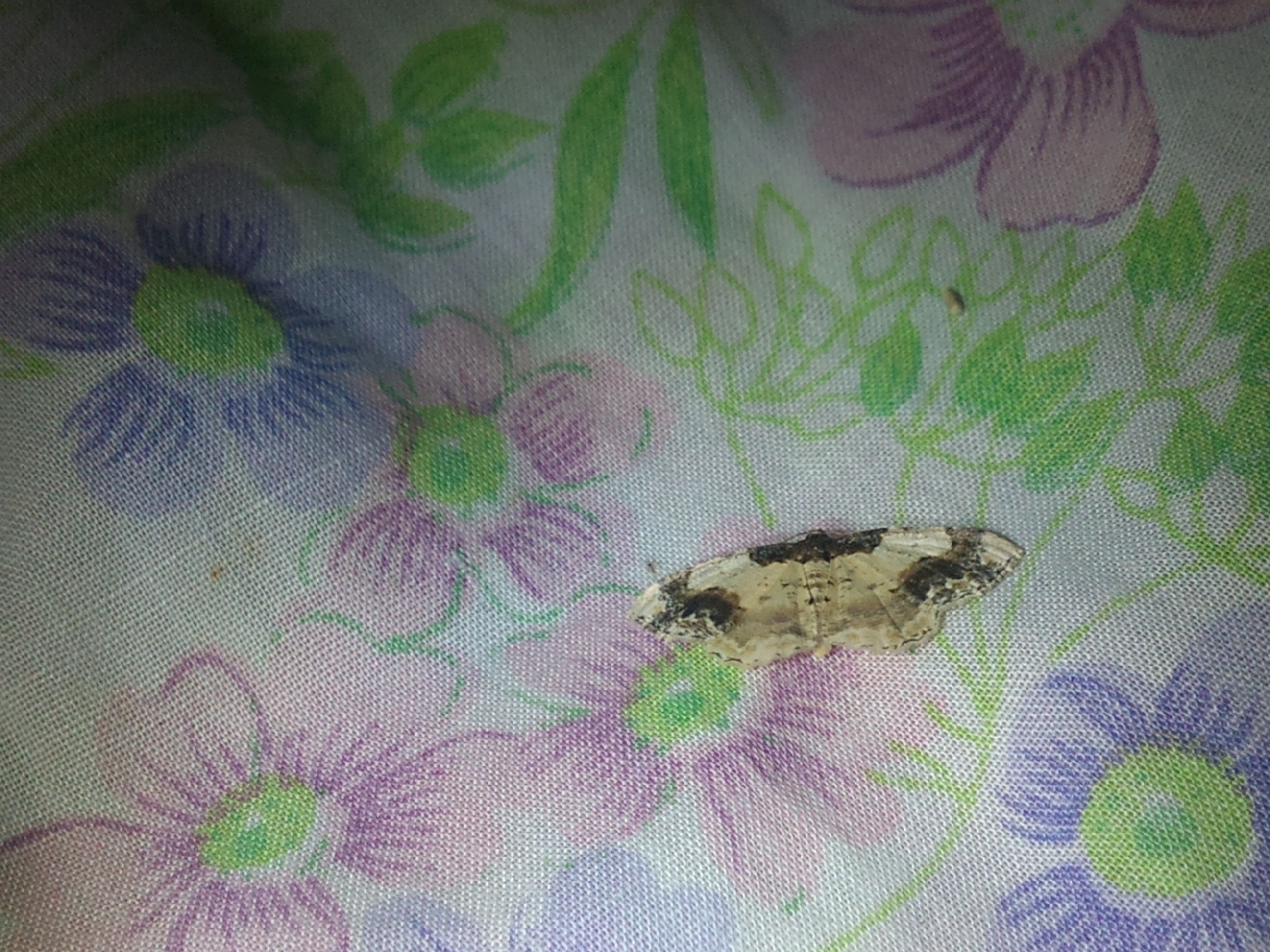 Ligdia adustata - barna levélaraszoló