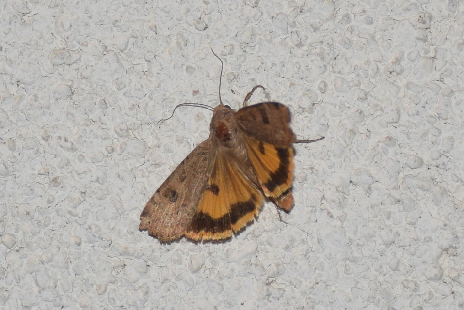 Noctua interposita - köztes sárgafűbagoly