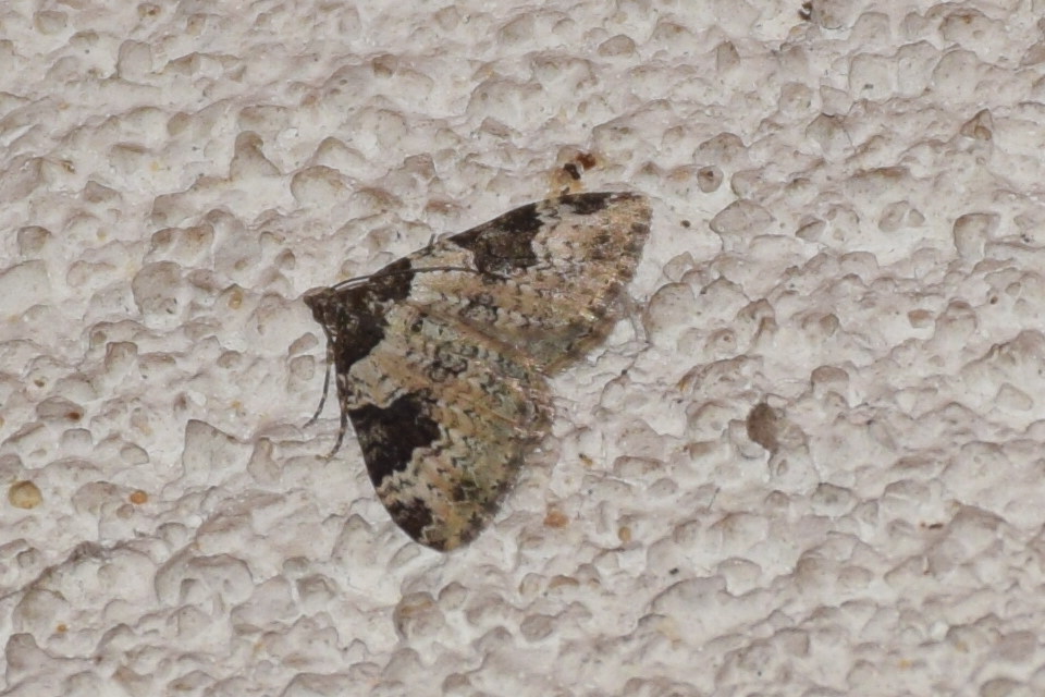 Xanthorhoe fluctuata - közönséges tarkaaraszoló