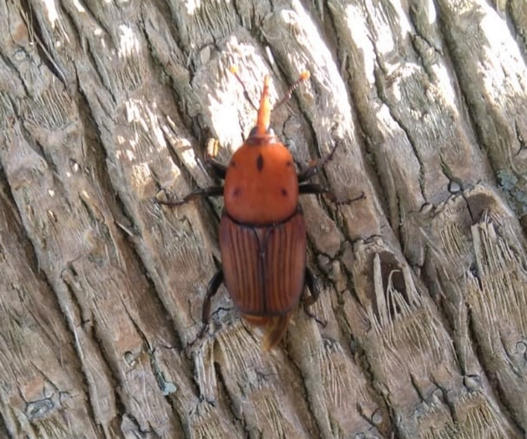 Rhynchophorus ferrugineus - vörös pálmaormányos Rhynchophorus ferrugineus - vörös pálmaormányos
