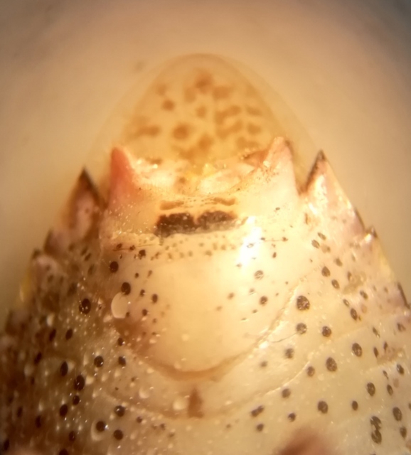 Rhaphigaster nebulosa - bencepoloska