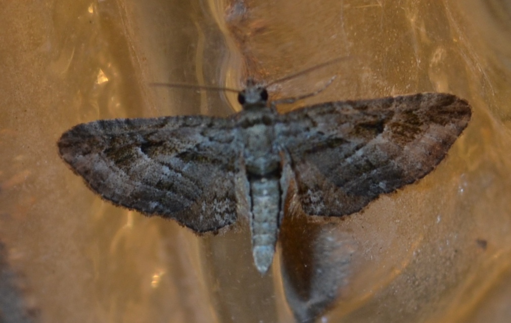Eupithecia ericeata - feketefenyő-törpearaszoló