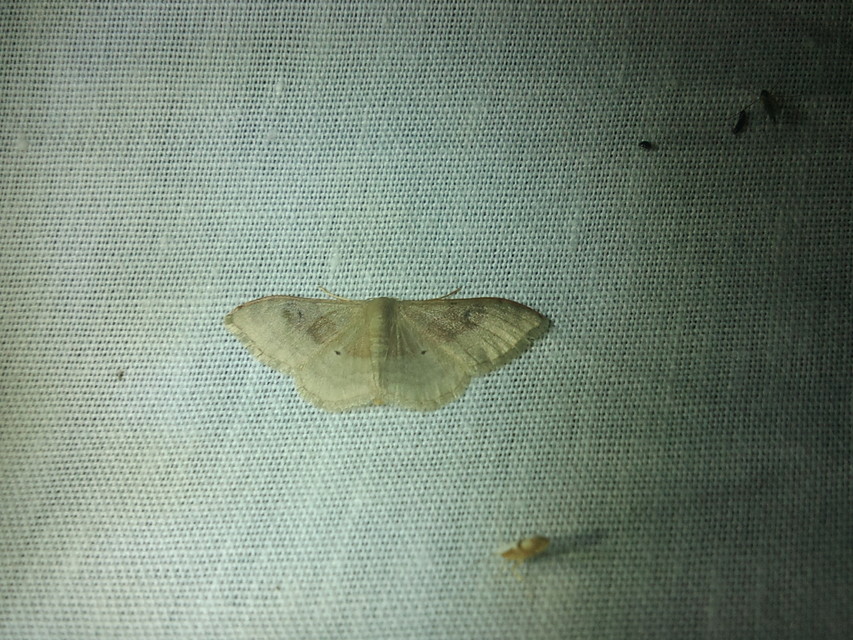 Idaea degeneraria - barnasávos araszoló