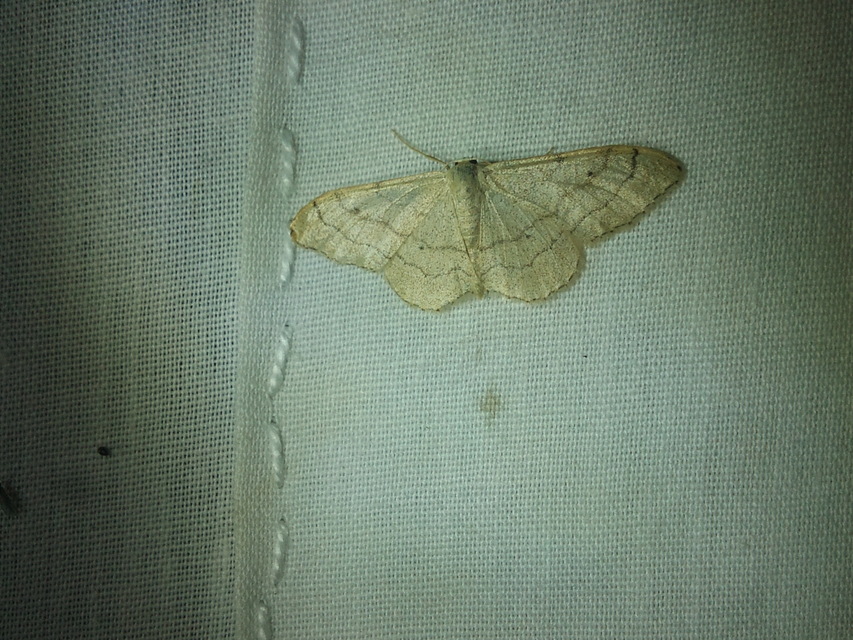 Idaea aversata - nagy sávosaraszoló