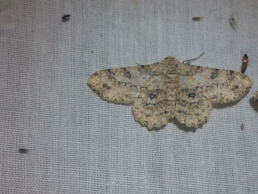 Ascotis selenaria - holdas faaraszoló