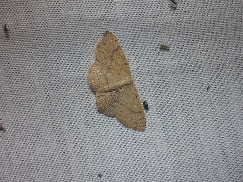 Cyclophora ruficiliaria - vörösrojtú pettyesaraszoló