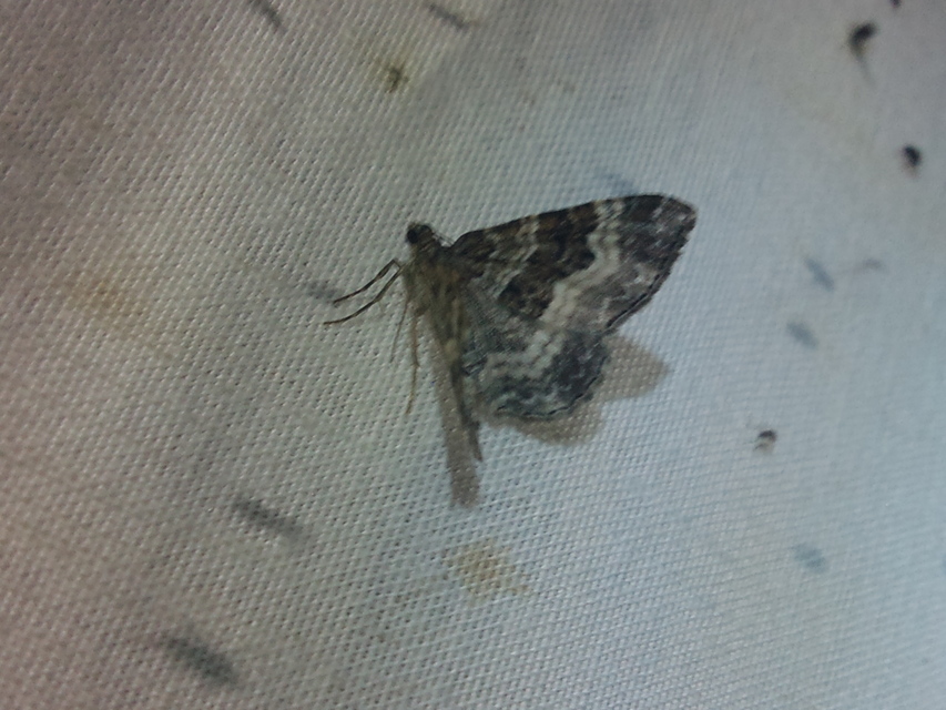 Epirrhoe alternata - galaj-tarkaaraszoló
