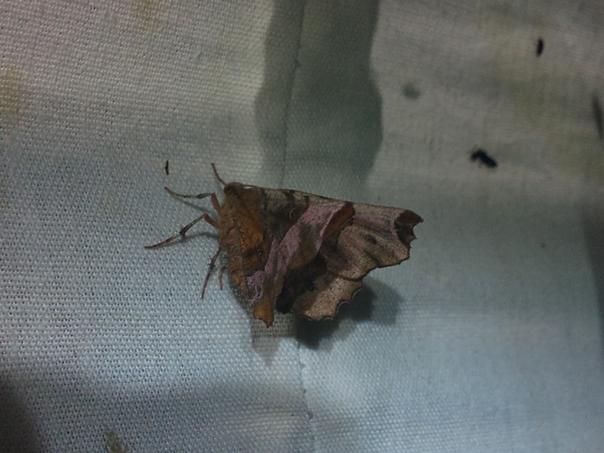 Selenia tetralunaria - négyfoltos holdasaraszoló
