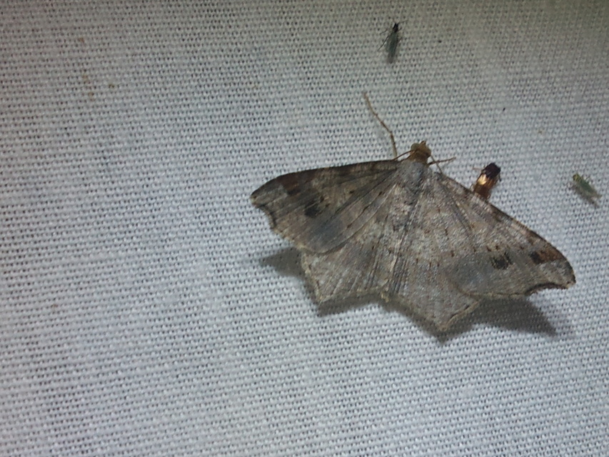Macaria alternata - közönséges szürkearaszoló