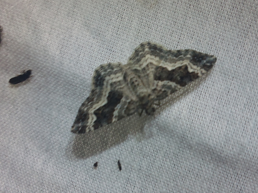 Epirrhoe alternata - galaj-tarkaaraszoló