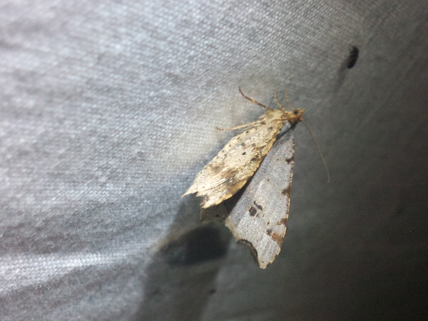 Macaria alternata - közönséges szürkearaszoló