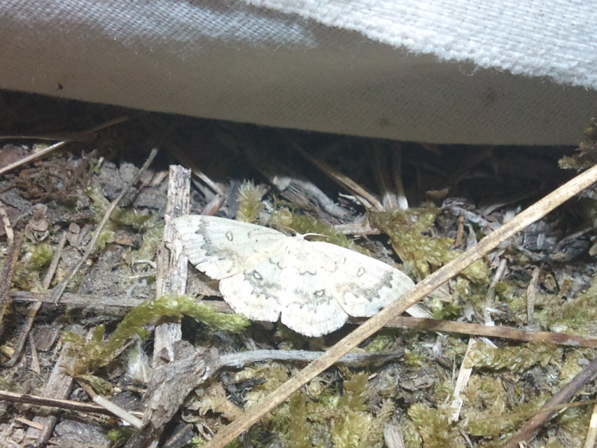 Cyclophora annularia - gyűrűs pettyesaraszoló