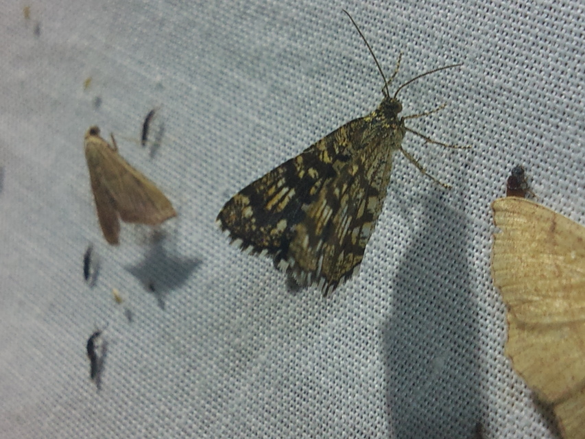 Chiasmia clathrata - rácsos rétiaraszoló