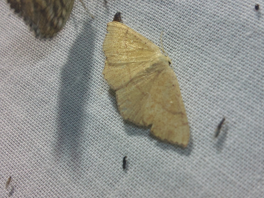 Cyclophora suppunctaria - szemcsés pettyesaraszoló
