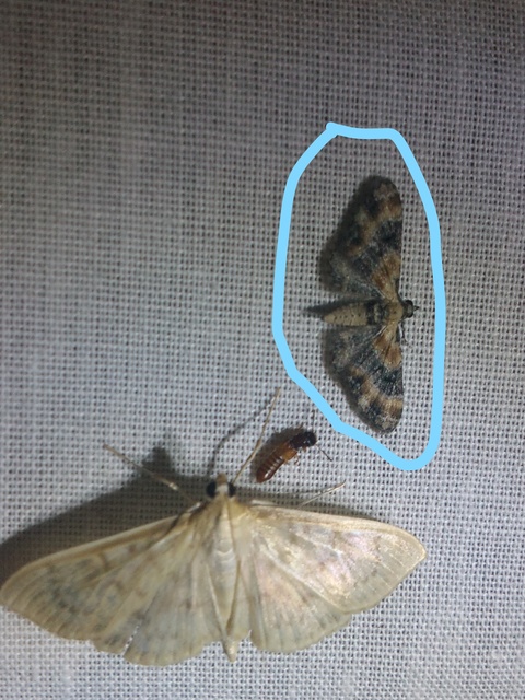 Eupithecia linariata - vonalas törpearaszoló