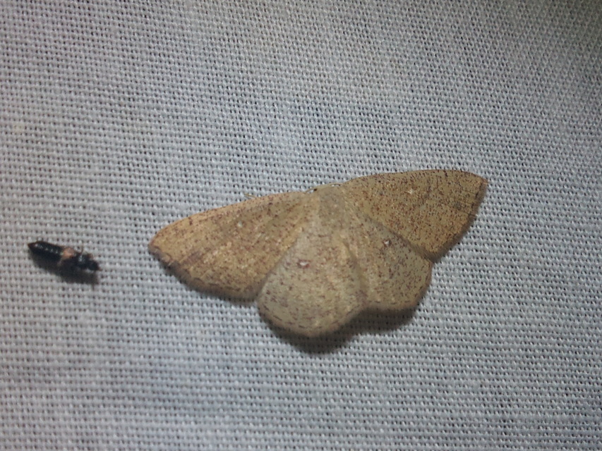 Cyclophora porata - körös pettyesaraszoló