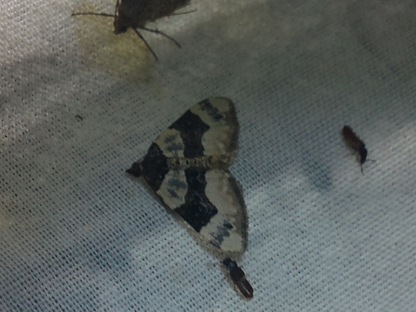 Cosmorhoe ocellata - szemes galajaraszoló