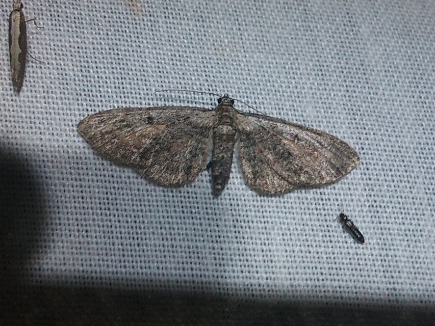 Eupithecia icterata - rozsdafoltos törpearaszoló