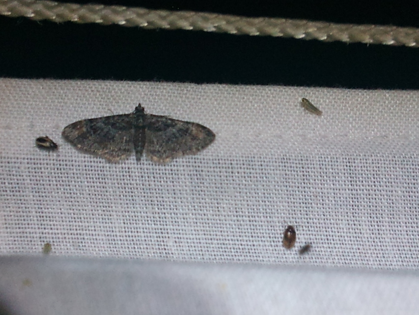 Gymnoscelis rufifasciata - vöröscsíkos törpearaszoló