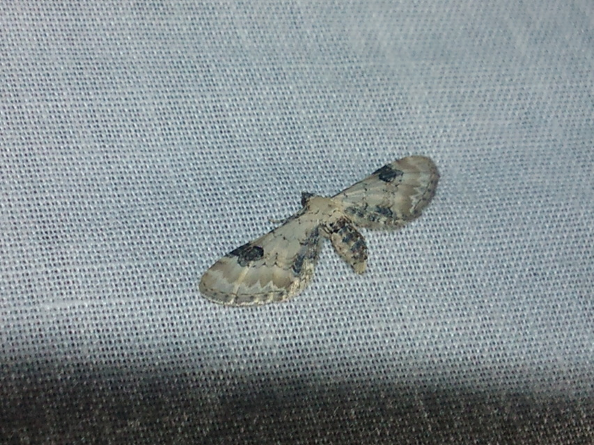 Eupithecia centaureata - búzavirág-törpearaszoló