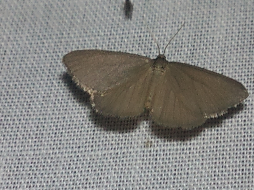 Minoa murinata - kutyatej-araszoló