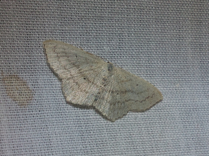 Scopula nigropunctata - feketepettyes araszoló