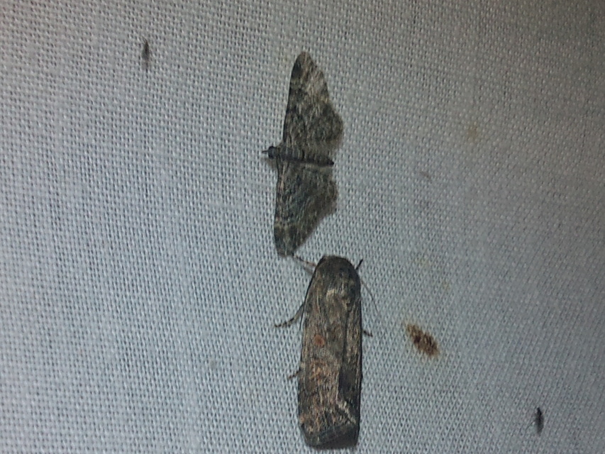 Gymnoscelis rufifasciata - vöröscsíkos törpearaszoló