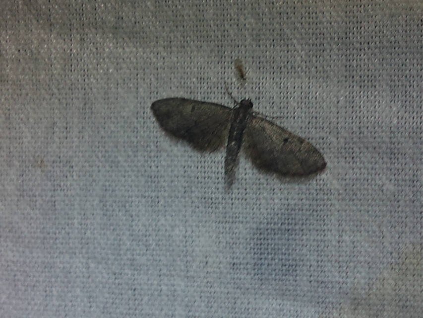 Eupithecia virgaureata - aranyvessző-törpearaszoló