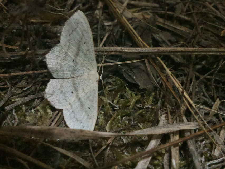 Scopula nigropunctata - feketepettyes araszoló