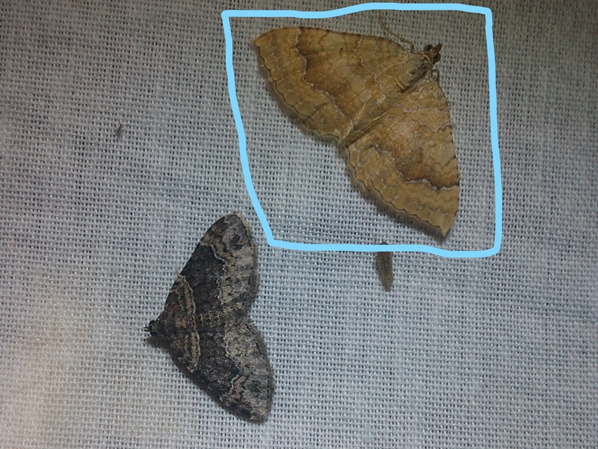 Camptogramma bilineata - kétvonalas sávosaraszoló