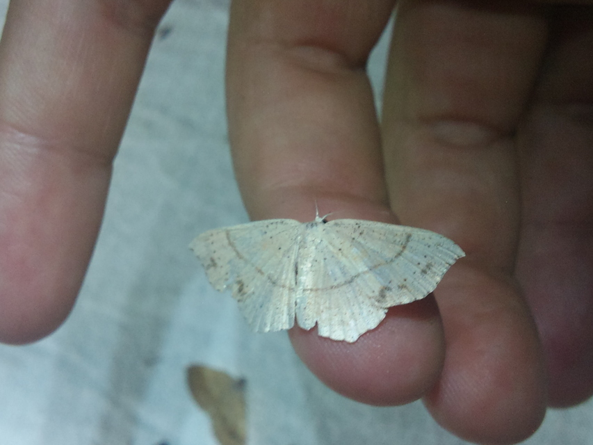 Cyclophora punctaria - sávos pettyesaraszoló
