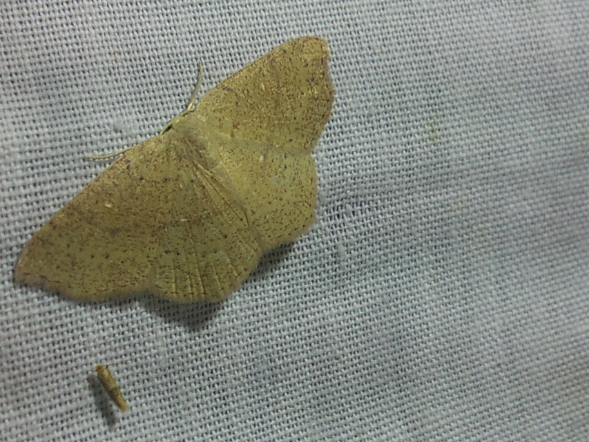 Cyclophora ruficiliaria - vörösrojtú pettyesaraszoló