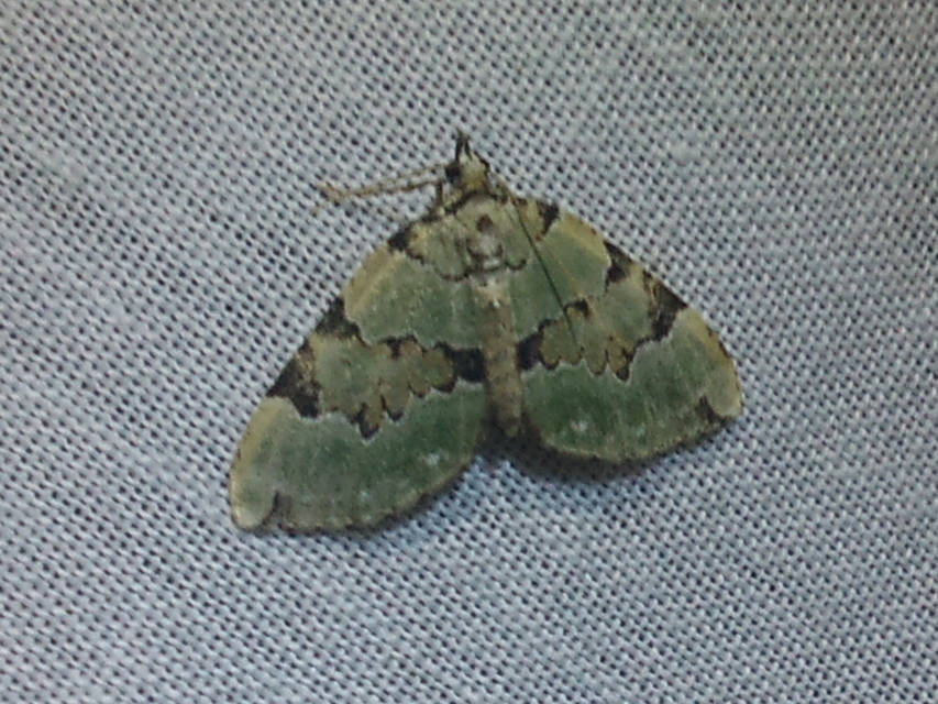 Colostygia pectinataria - zöld levélaraszoló