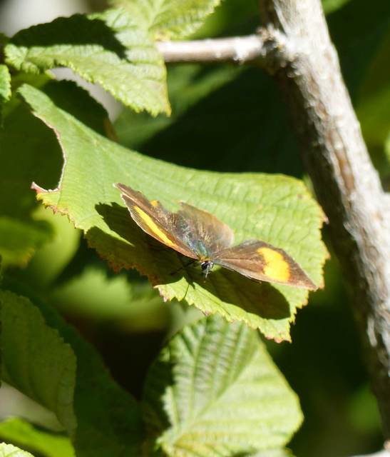 Thecla betulae - nyírfalepke