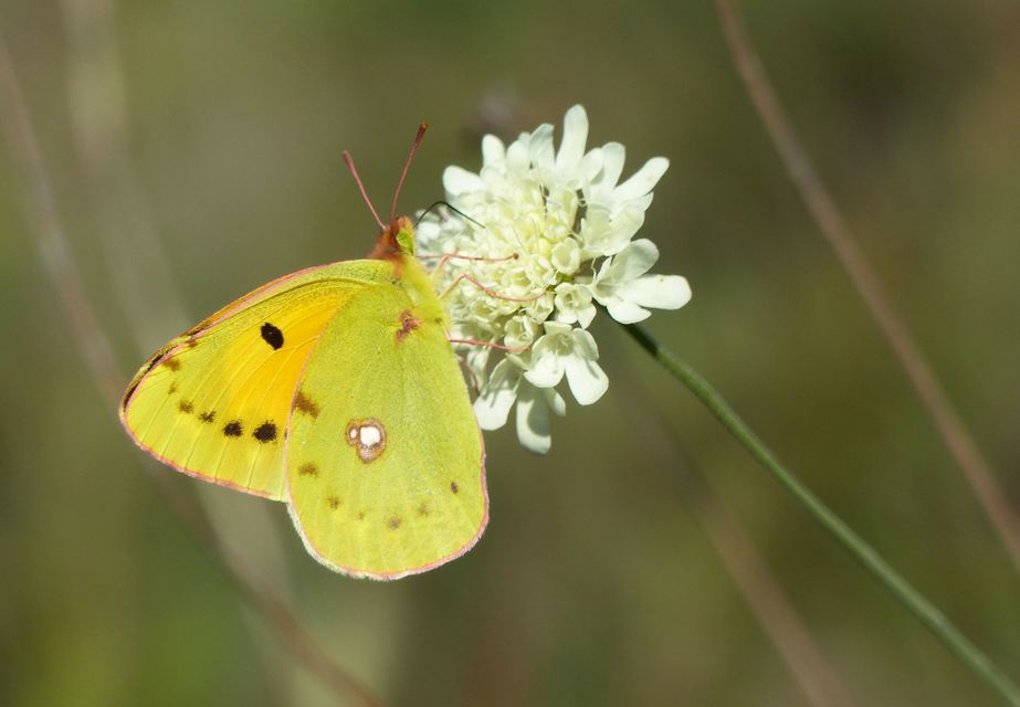 Colias croceus - sáfránylepke