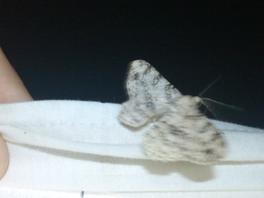 Ascotis selenaria - holdas faaraszoló