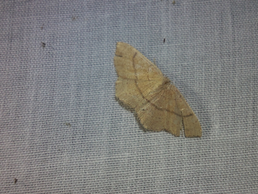 Cyclophora ruficiliaria - vörösrojtú pettyesaraszoló