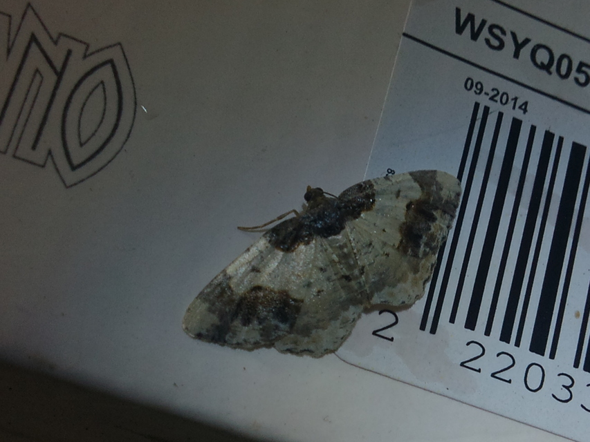 Ligdia adustata - barna levélaraszoló