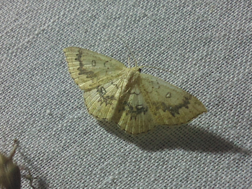 Cyclophora annularia - gyűrűs pettyesaraszoló