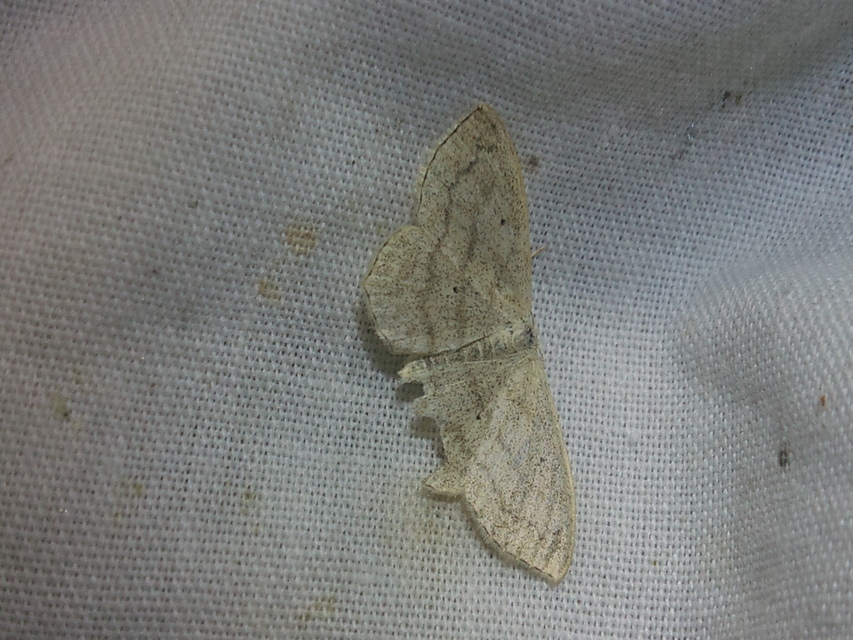 Scopula nigropunctata - feketepettyes araszoló