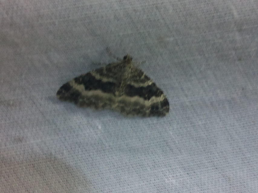 Epirrhoe alternata - galaj-tarkaaraszoló