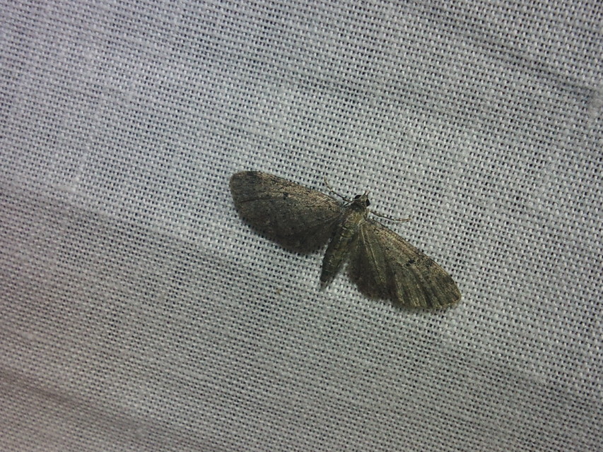 Eupithecia
