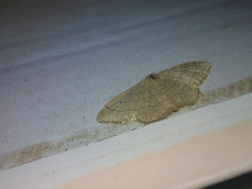 Idaea deversaria - egyszínű sávosaraszoló
