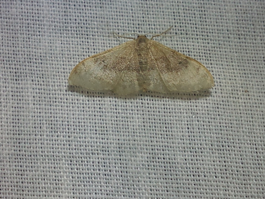 Idaea degeneraria - barnasávos araszoló